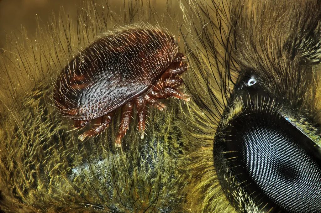 Kleštík zhoubný na těle včely (Francie)