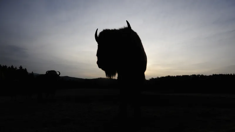 Zubři v ralské oboře Židlov