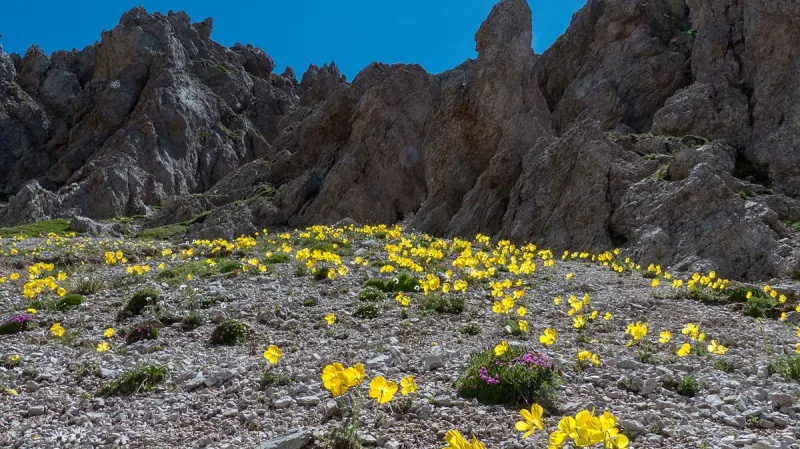Mák (Papaver aurantiacum)