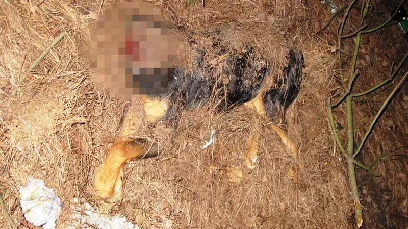 Bezhlavé torzo psa nalezené v Berouně
