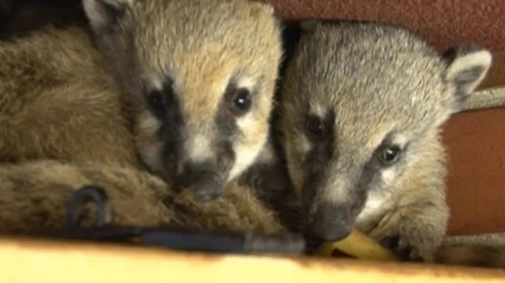 Zvídavost je silnější než strach