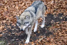 Na Českolipsku někdo zastřelil vlčici. Ochránci přírody podávají trestní oznámení 