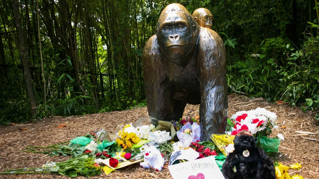 Lidé protestují proti zastřelení Harambeho