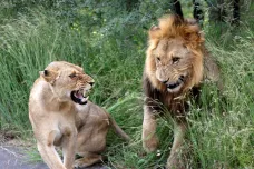 Africká příroda bez krále zvířat. Lvů dramaticky ubylo, může za to člověk i změna klimatu