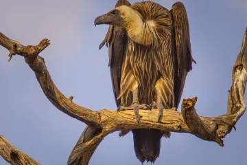 Třetina supů má v krvi jedovaté olovo. Mohou za to lovci divoké zvěře