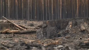 Ohořelé stromy začali lesníci kácet