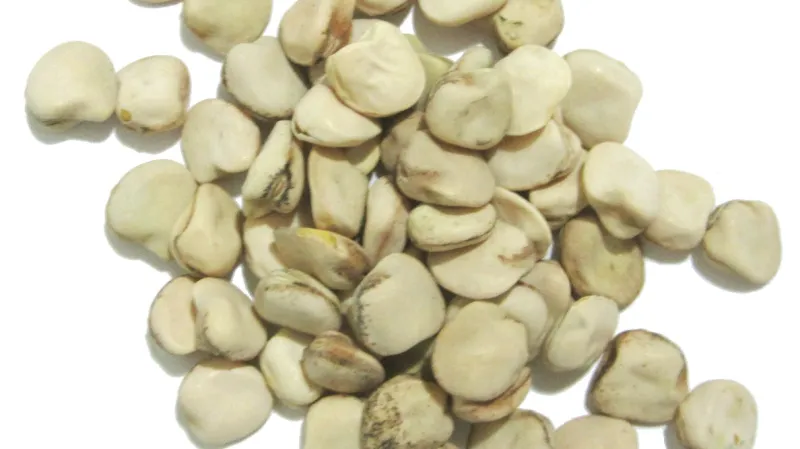 Hrachor setý – semena