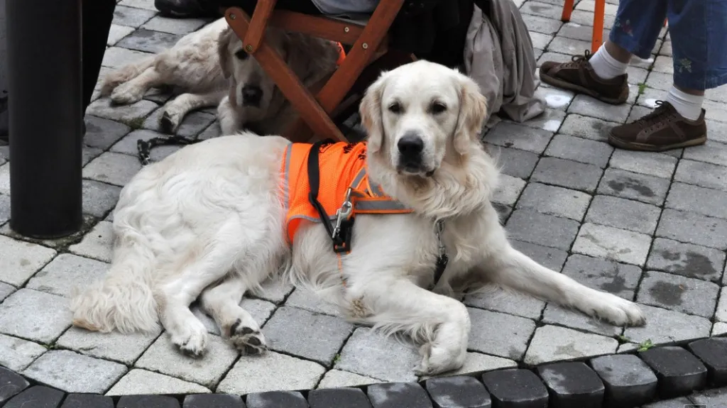 Soutěž vodících psů v Lounech