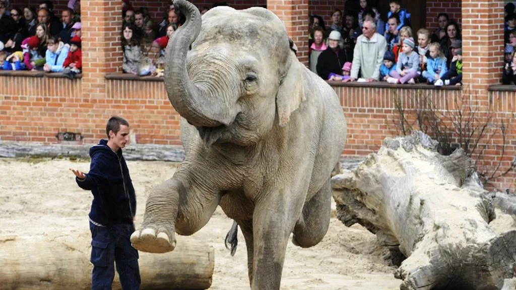 Slon v zoo