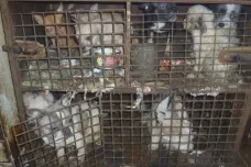 Veterináři zabavili majitelce přes 200 psů. Přežívali v malých klecích a vlastních výkalech