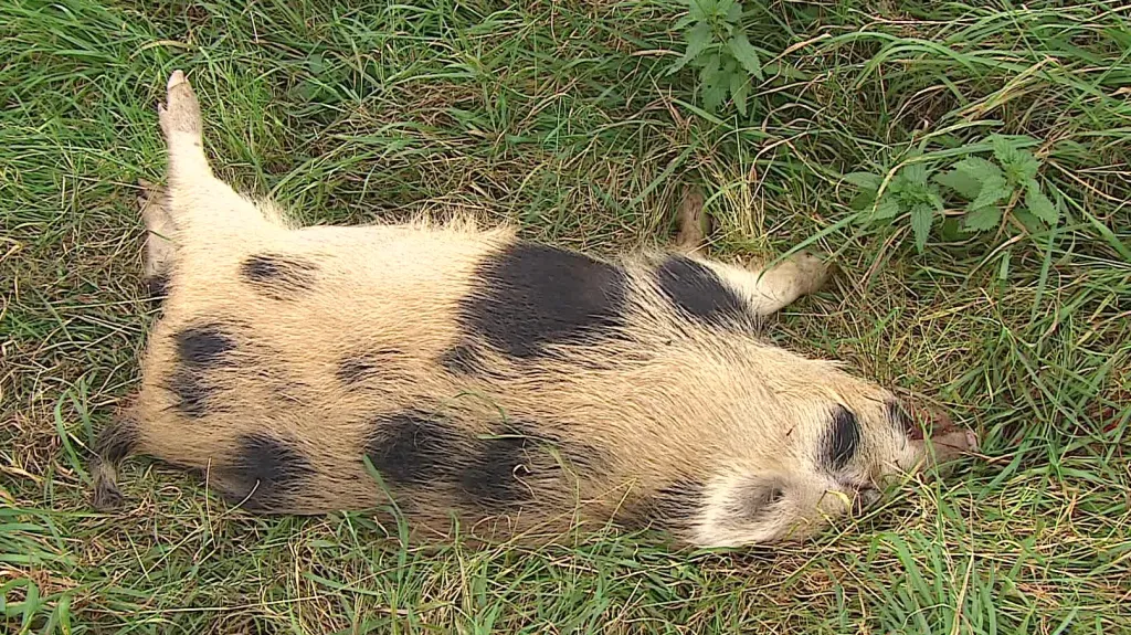 Zastřelený divočák