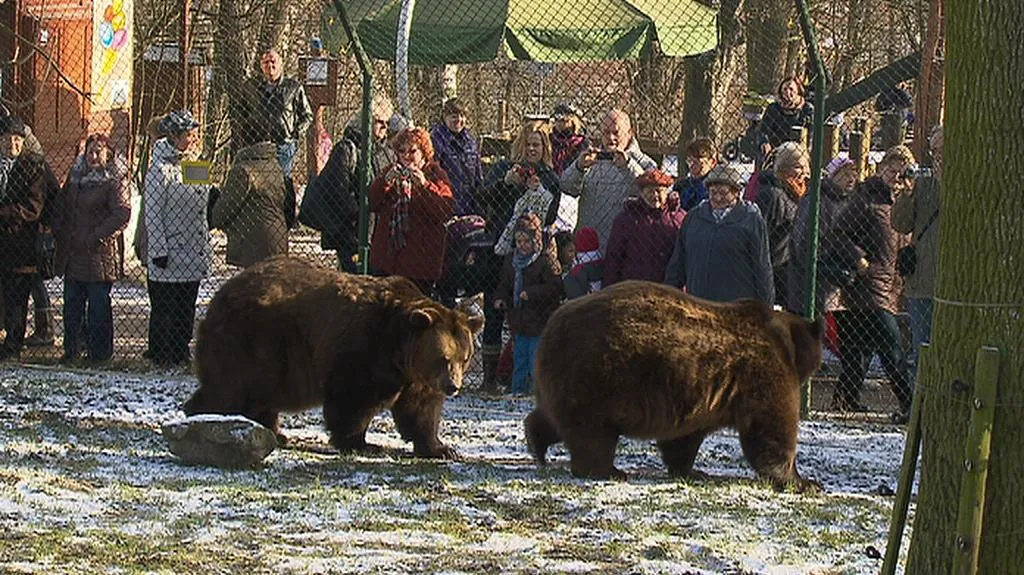 Berounští medvědi