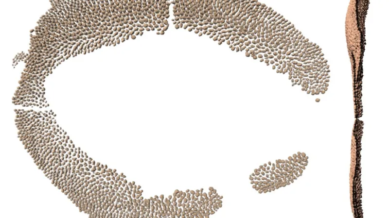 Rozmístění zoubků ve žraločím oku