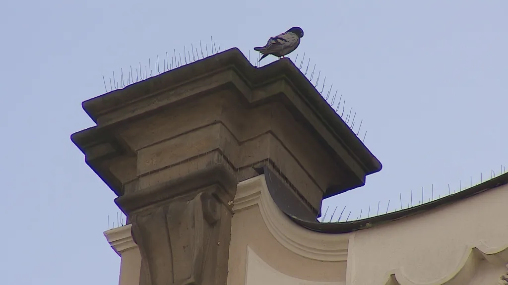 Majitelé budov bojují s holuby