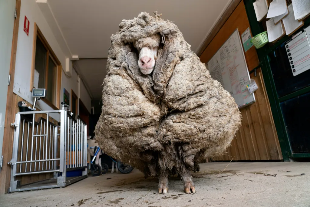 V Austrálii zachránili ovci Baarack. Ze zanedbaného zvířete ostříhali přes 35 kilogramů vlny