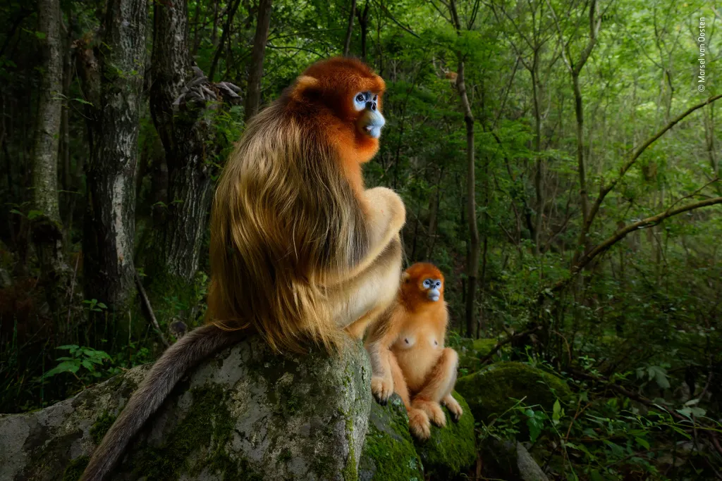 Vítězný snímek soutěže Wildlife Photographer of the Year: Zlatý pár. Zobrazuje pár langurů čínských v pralese čínských hor Čchin-ling, jediném místě přirozeného výskytu těchto primátů.
