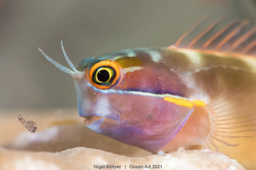 1. místo v kategorii Nudibranchs: Spawning od Salvatore Ianniello