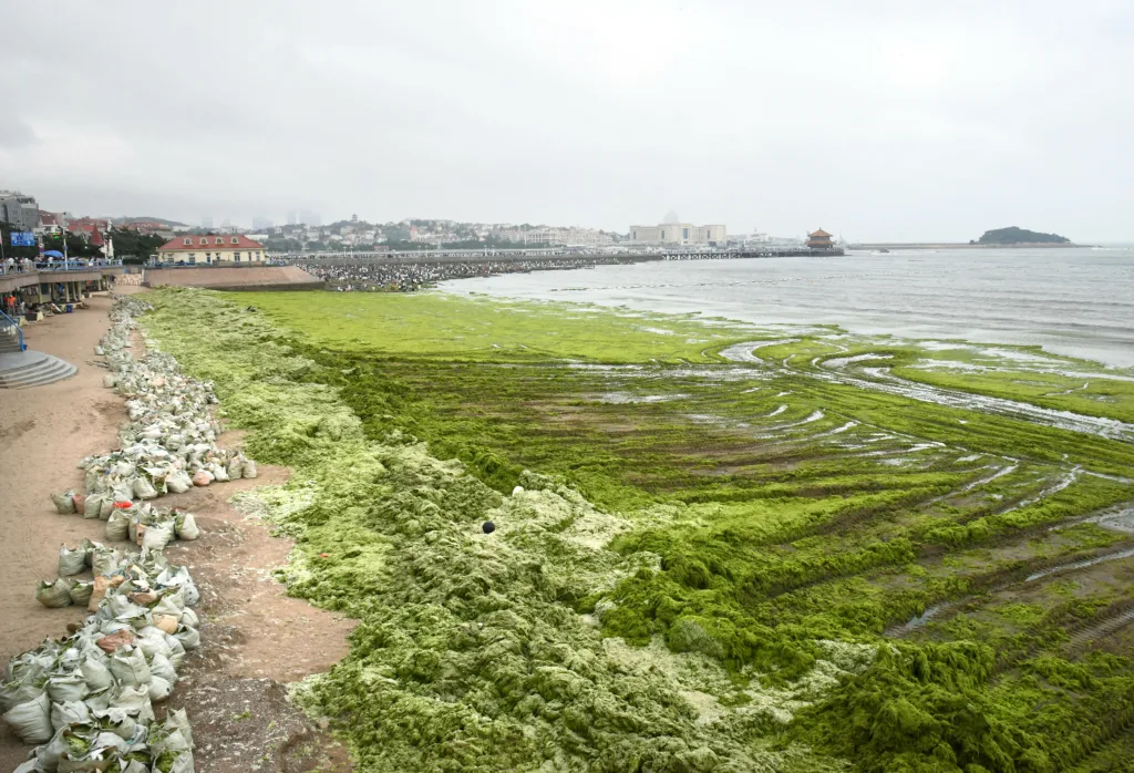 Turistický ruch na pobřeží čínskéko města Čching-tao komplikuje masa mořských řas, které ve velkém znečišťují místní pláže. Na její odstranění musejí používat úřady těžkou techniku
