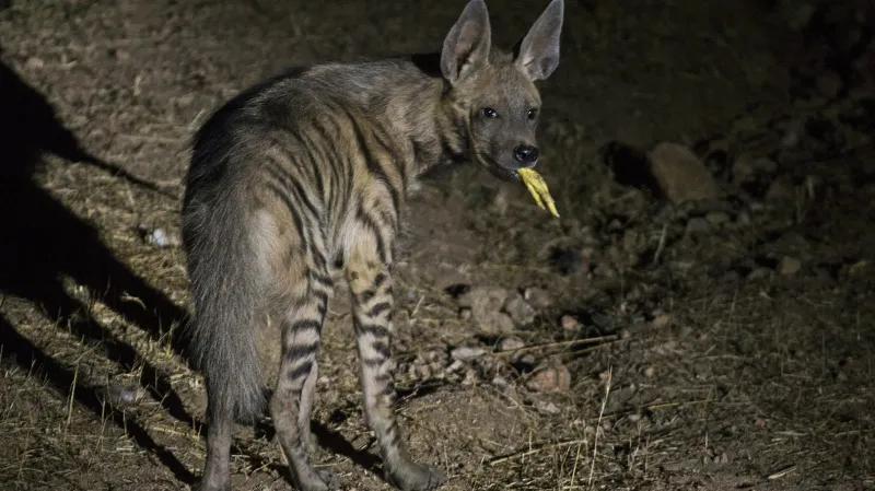Hyena žíhaná