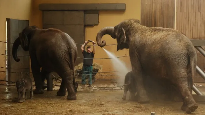 Sprchování slonů