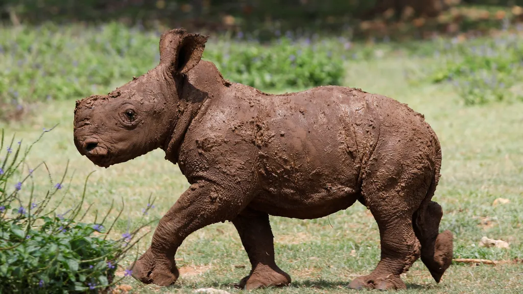 Mládě nosorožce tuponosého