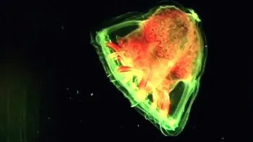 Fytoplankton