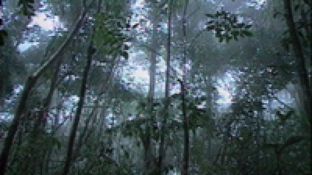 Deštný prales