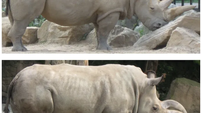 Samec a samice nosorožce severního bílého