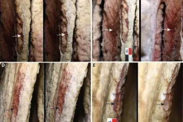Krápníky podobné rudým tesákům jsou neandertálské umění staré desítky tisíc let, odhalila studie