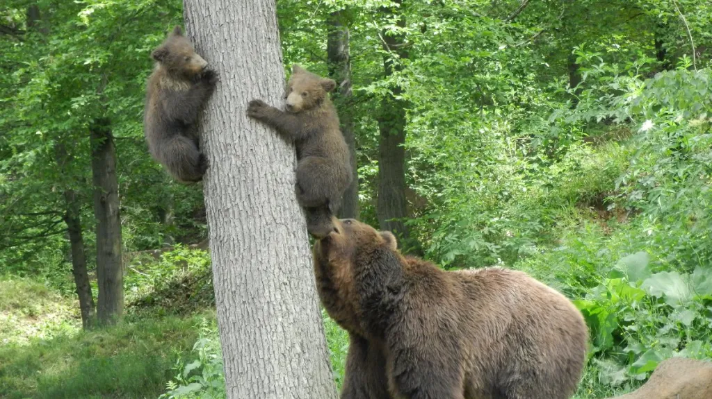 Medvíďata mámě Kamčatce často utíkají na strom