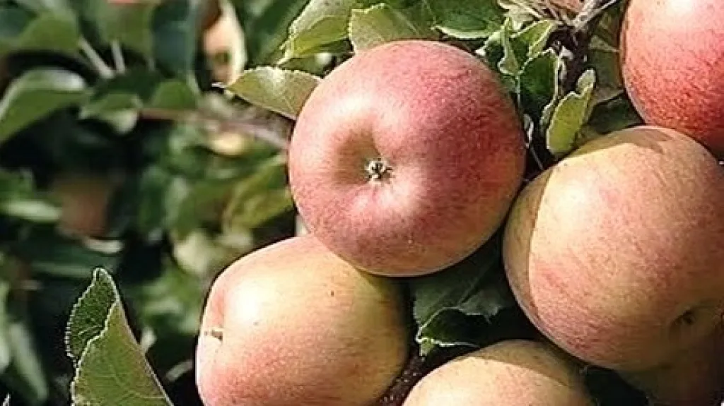 Jablka