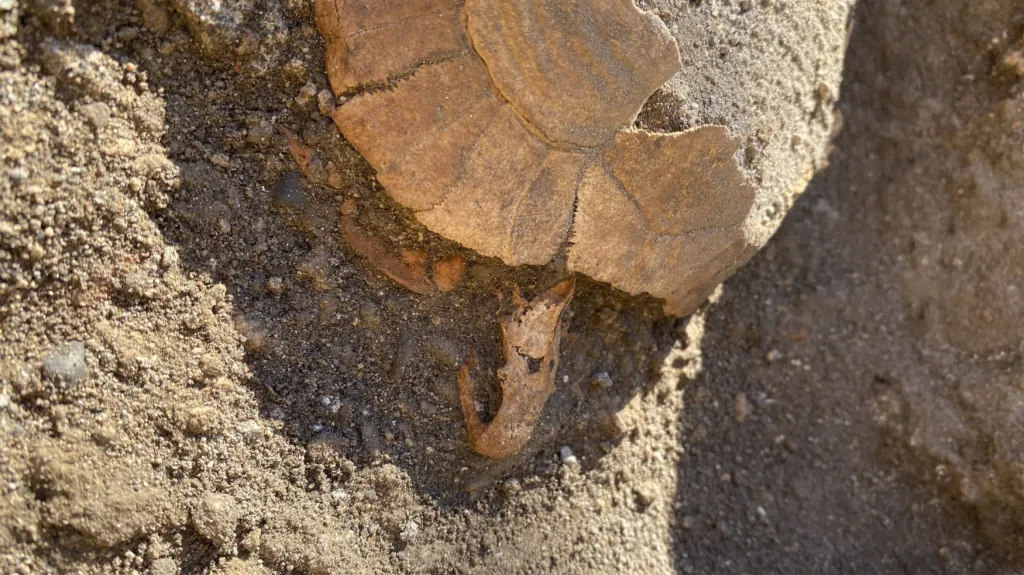 Želva nalezená v Pompejích