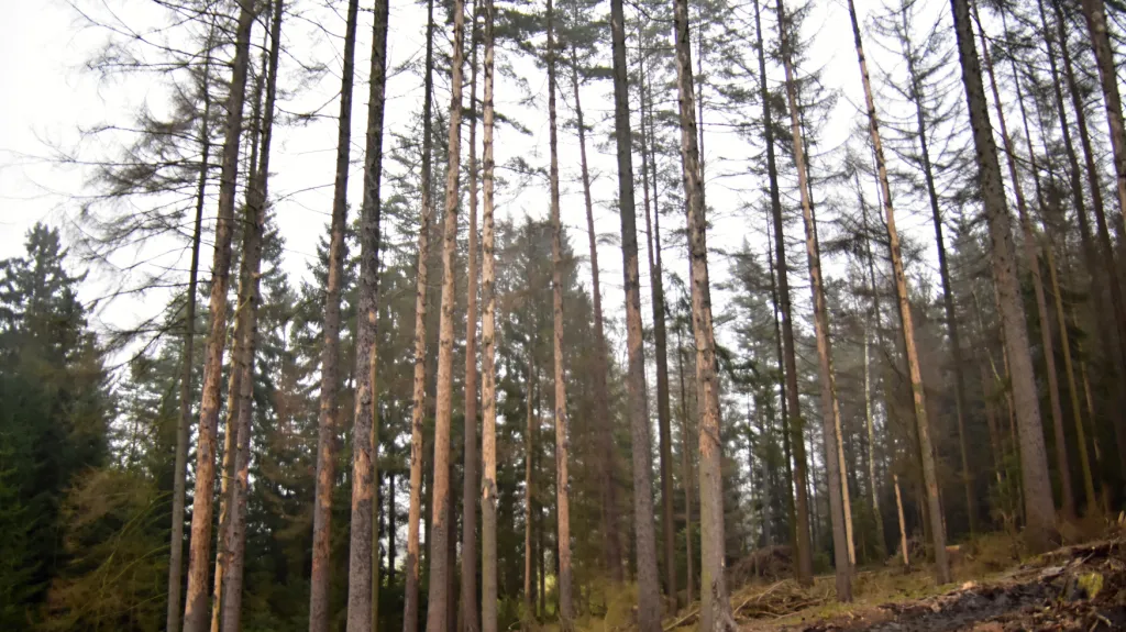 Les poškozený kůrovcem