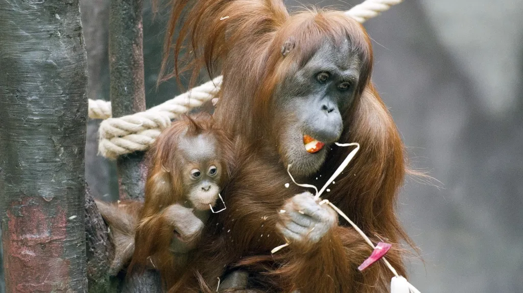 Samička orangutana Diri v pražské zoo