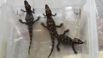 V olomoucké zoo odchovali krokodýlí mláďata