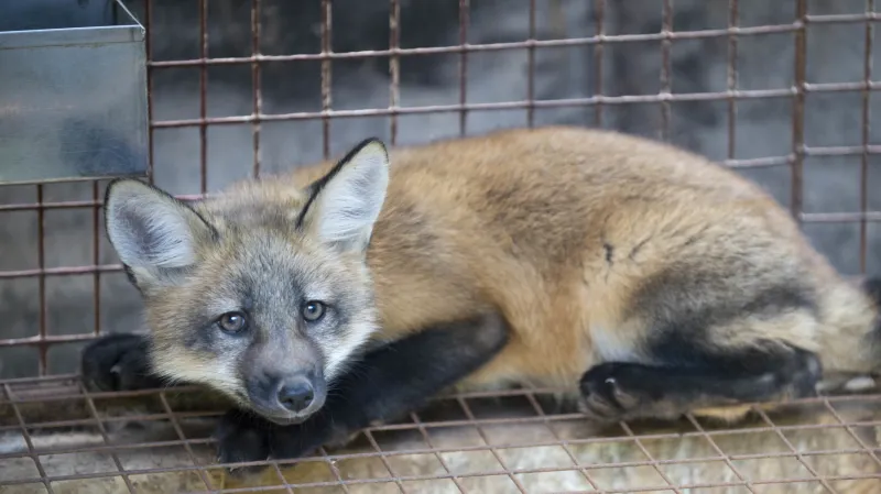 Liška chovaná na kožešinové farmě ve Vítějevsi na Svitavsku