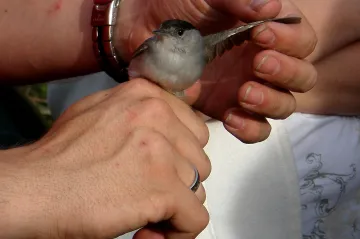 Vítání ptačího zpěvu ve Vojnicích