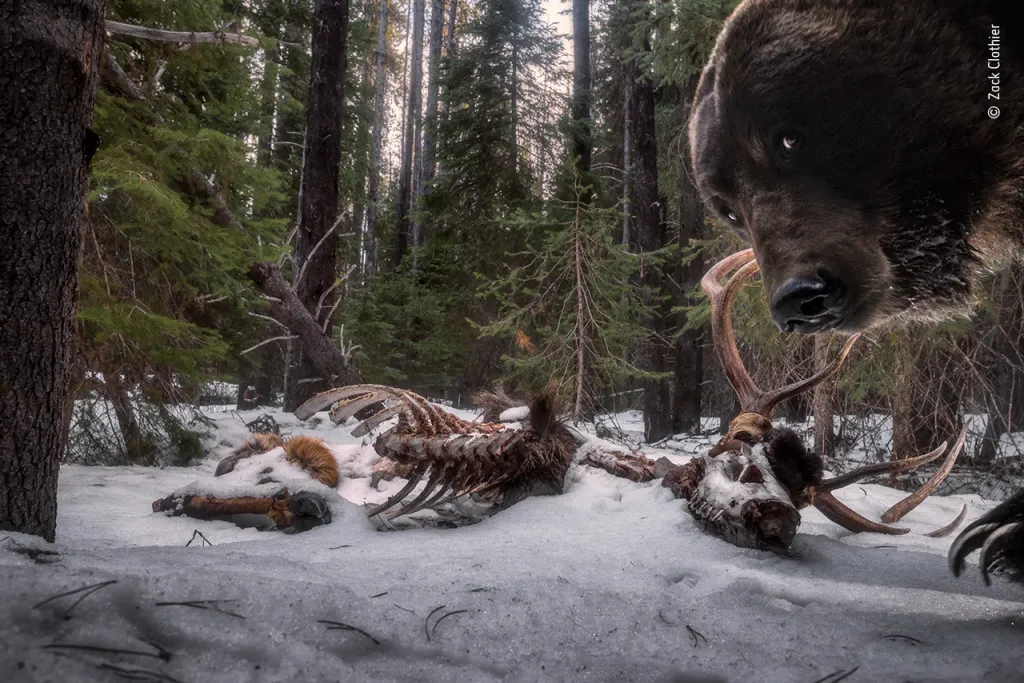 Vítězem v kategorii Zvířata v přirozeném prostředí je Zack Clothier z USA se snímkem medvěda grizzlyho