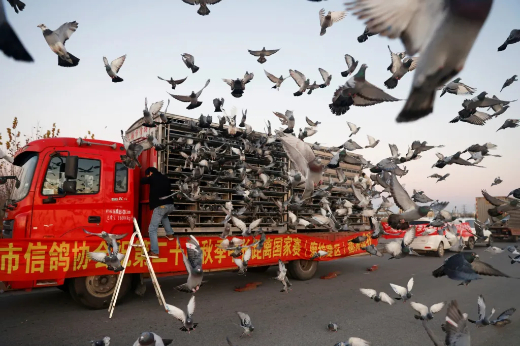 Stovky závodních holubů se zúčastnily letu na jeden tisíc kilometrů v Langfangu v provincii Che-pej v Číně. Kdo se stal vítězem a zda se všichni opeřenci vrátili, agentury neudávají