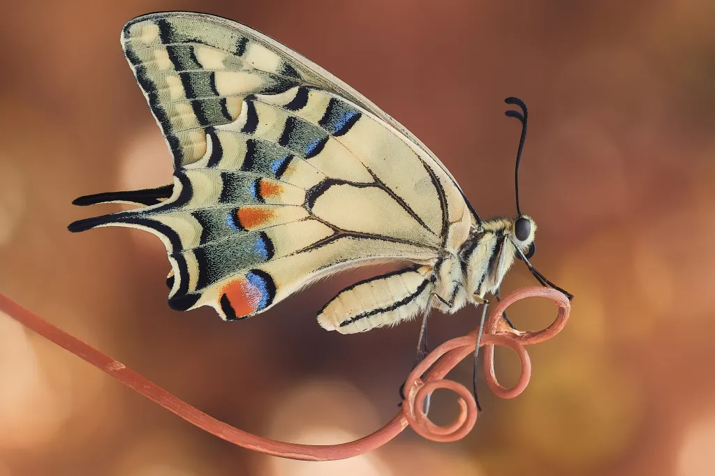 První místo v kategorii Motýli získala Sara Jazbarová za snímek „Swallowtail“