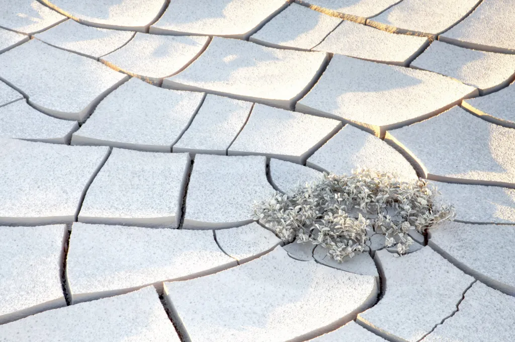 Vítěz v kategorii Země a klima. Uprostřed vyschlé a popraskané země na dně pouštní rokle žijí rostliny s minimální potřebou vláhy, které dokazují vysokou míru přizpůsobivosti rostlinné říše.