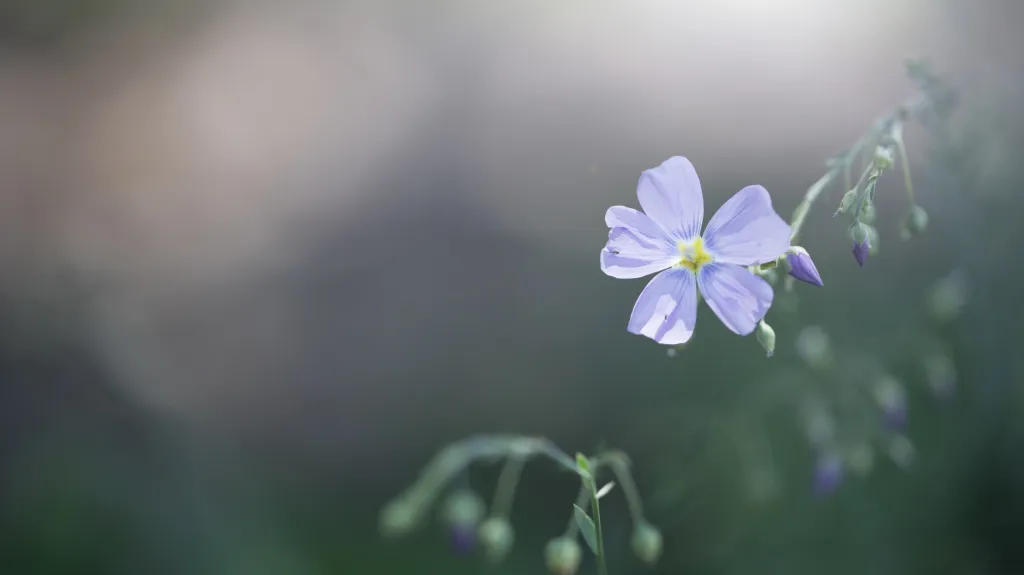 Botanická zahrada hl. m. Prahy slaví 50 let