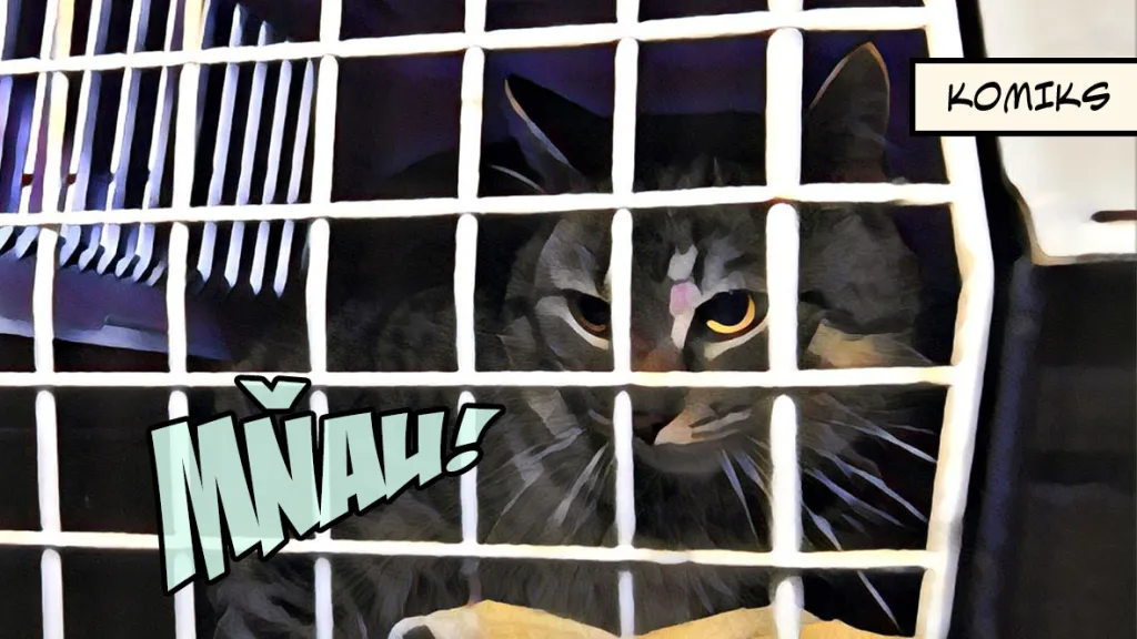 Ve Frýdlantu se přemnožily toulavé kočky