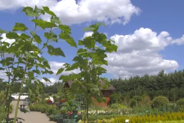 Špinavé polské ovzduší mají pomoct pročistit kyslíkové stromy