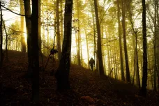 Zákaz vstupu do lesů u Jablonce kvůli pochybení skončí. Odlov divočáků ale bude pokračovat