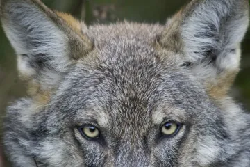 Vlci se bojí superpredátora jménem člověk i tam, kde jsou chránění