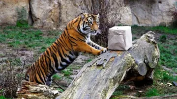 I tygři v zoo dostávají dárky