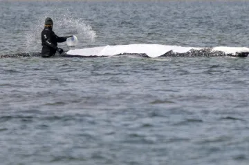 „Dnes se rozhodne.“ Dobrovolníci opět zkouší zachránit keporkaka v Německu