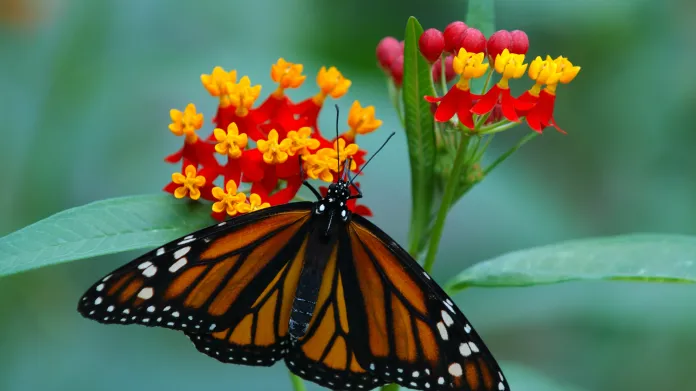 Motýl monarcha
