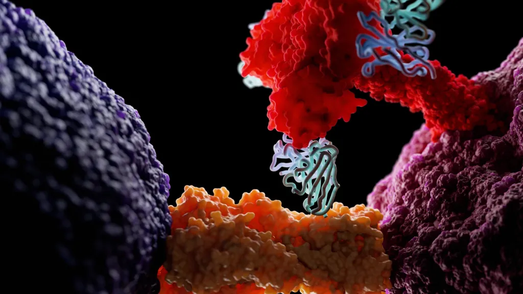 3D vizualizace ukazuje jednu z izolovaných protilátek FluB-393 (modrá), která se váže na povrchový glykoprotein neuraminidázy (červená) viru chřipky typu B a zabraňuje tak infekci